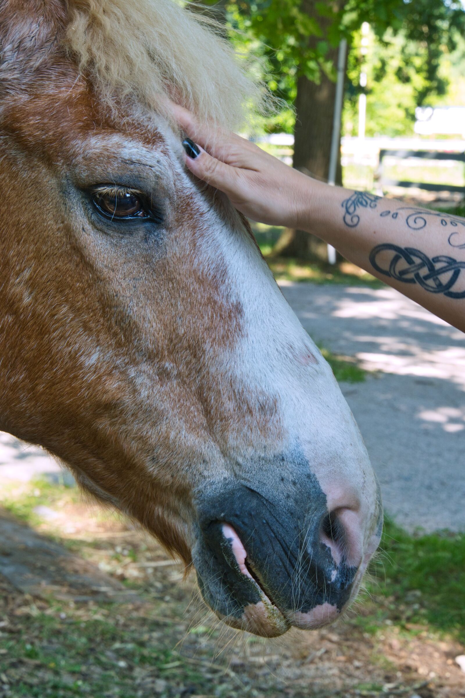 Sony a6400 sample photo. Horse, hand, stroke photography
