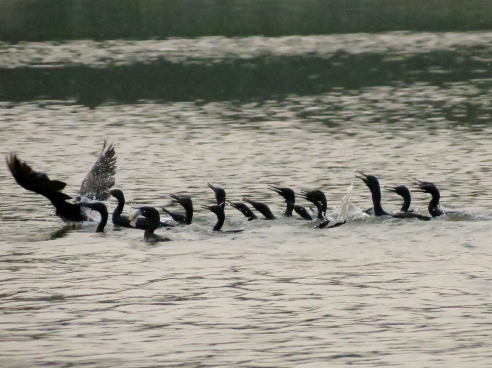 Canon PowerShot SX40 HS sample photo. Birds, siva301in photography