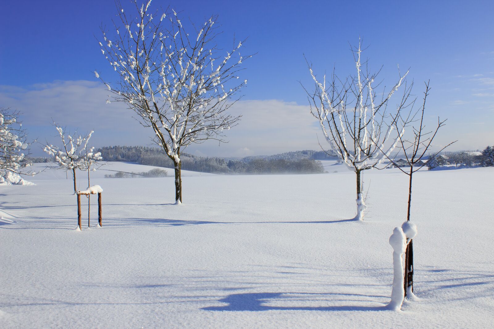 Canon EOS 1300D (EOS Rebel T6 / EOS Kiss X80) sample photo. Winter, landscape, tree photography
