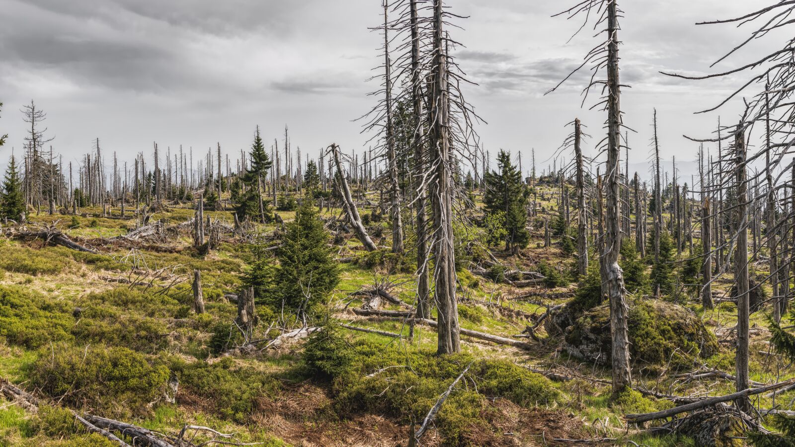 Sony a6300 + Sigma 30mm F2.8 EX DN sample photo. Bavarian forest, forest, trees photography