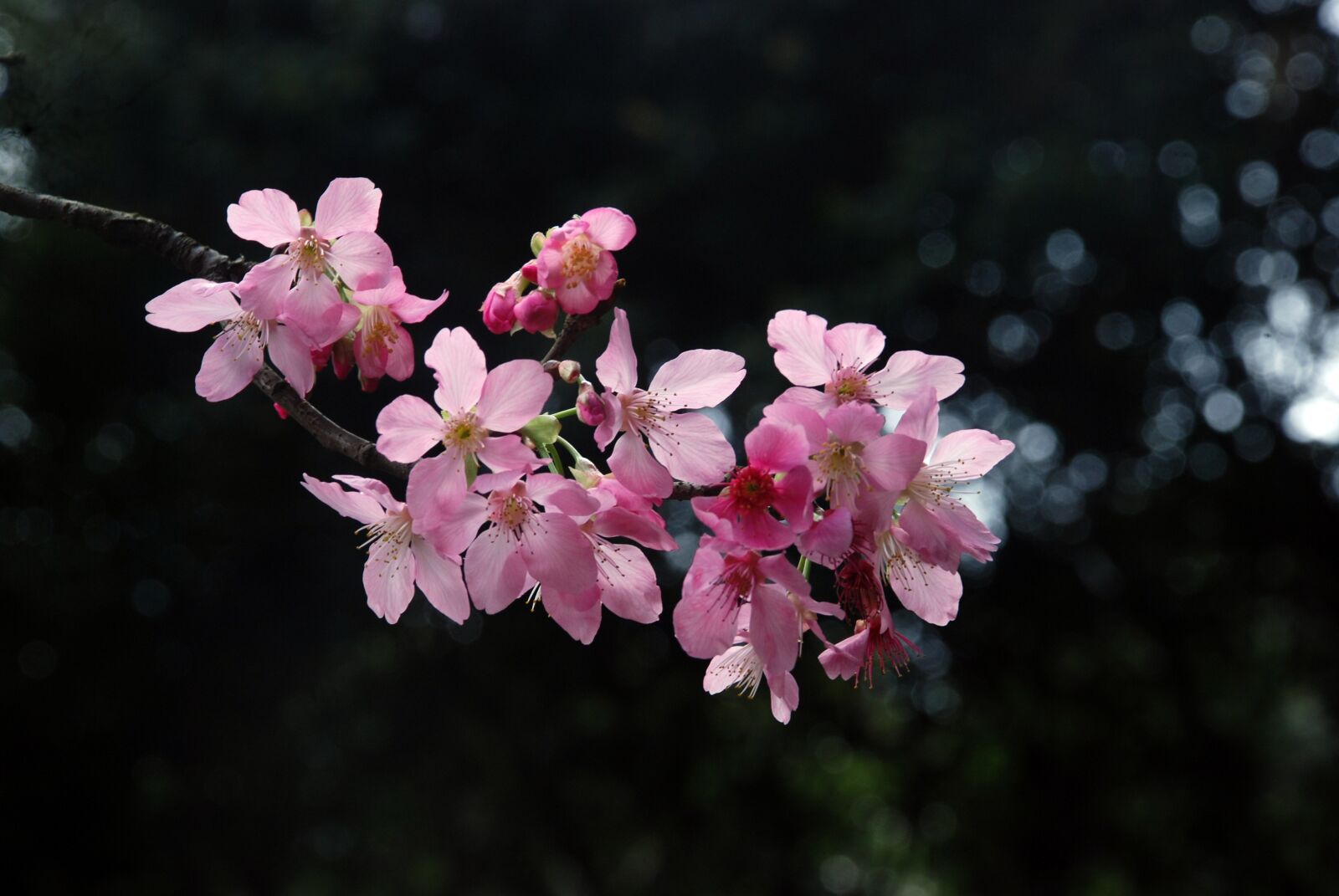 Nikon D80 sample photo. Flower, beautiful flower, tourism photography