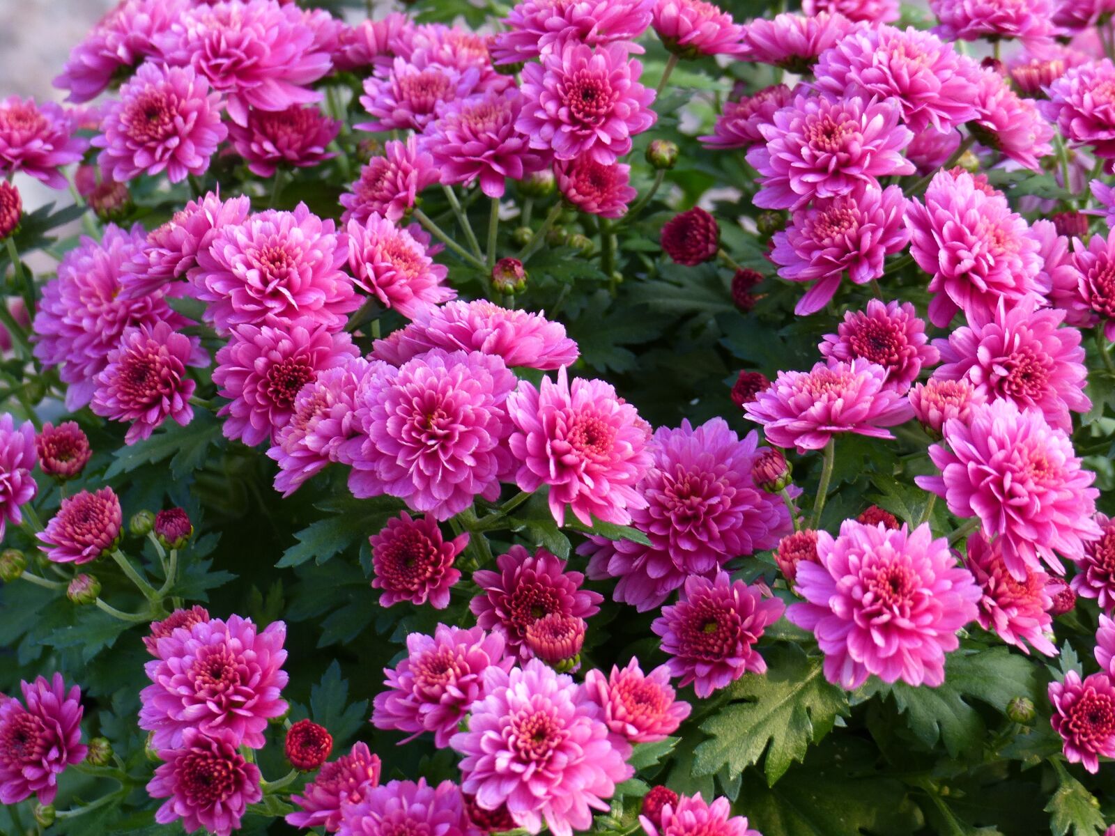 Panasonic Lumix DMC-FZ200 sample photo. Chrysanthemum, flowers, pink photography