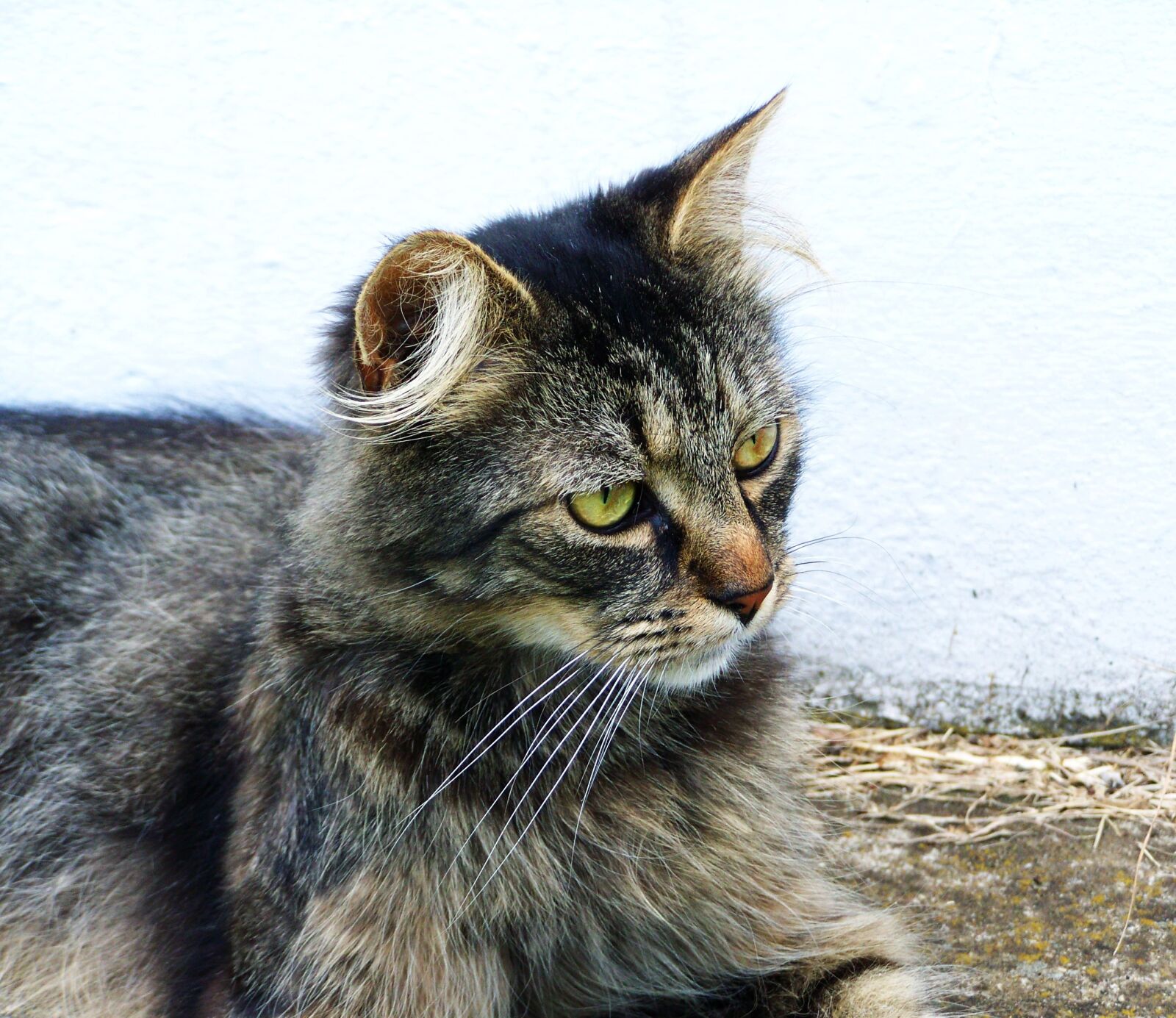 Kodak EASYSHARE ZD710 ZOOM DIGITAL CAMERA sample photo. Domestic cat, tabby, pets photography
