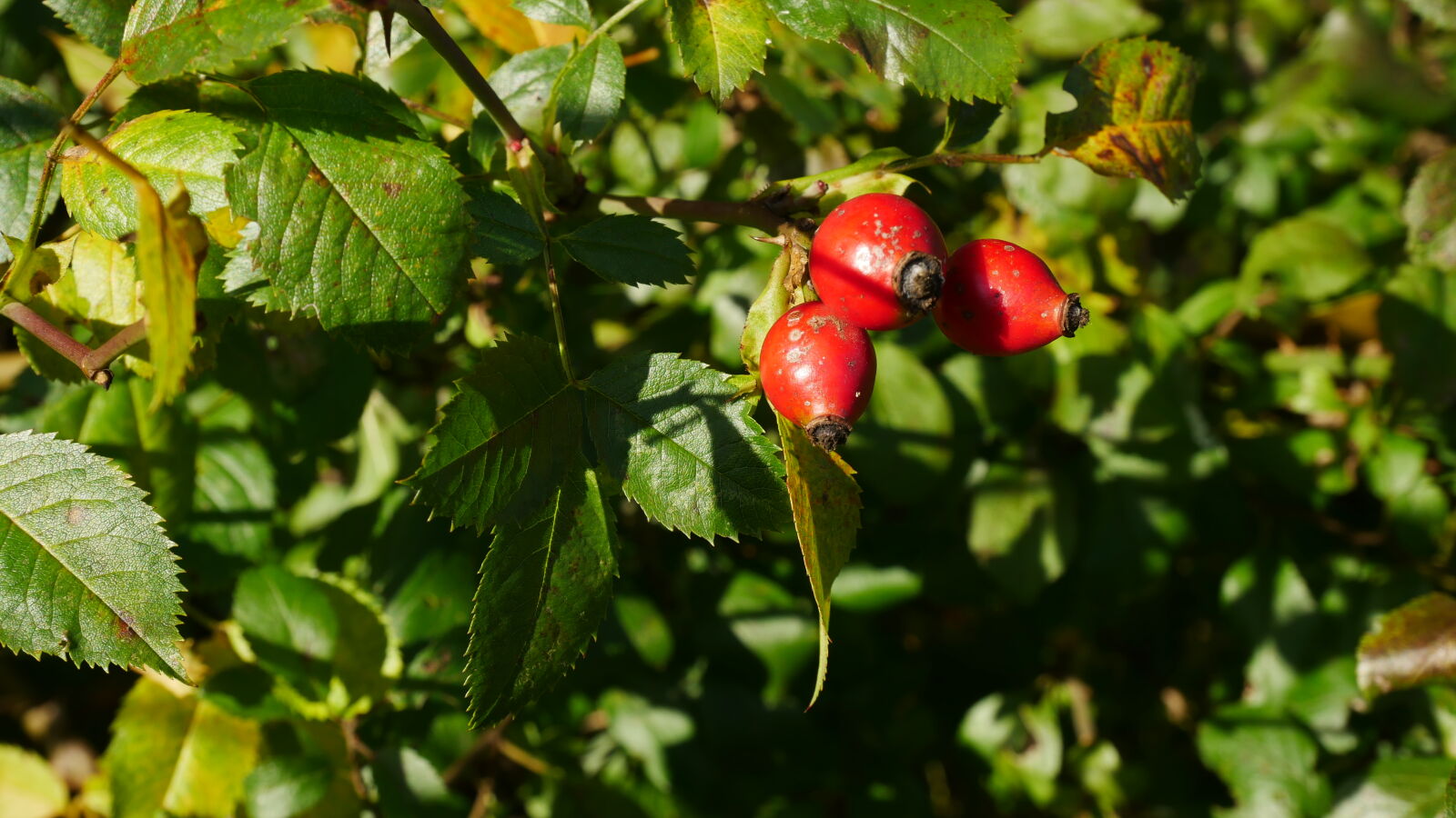 Panasonic Lumix DMC-GX85 (Lumix DMC-GX80 / Lumix DMC-GX7 Mark II) sample photo. Nature, plant, red, rosehip photography