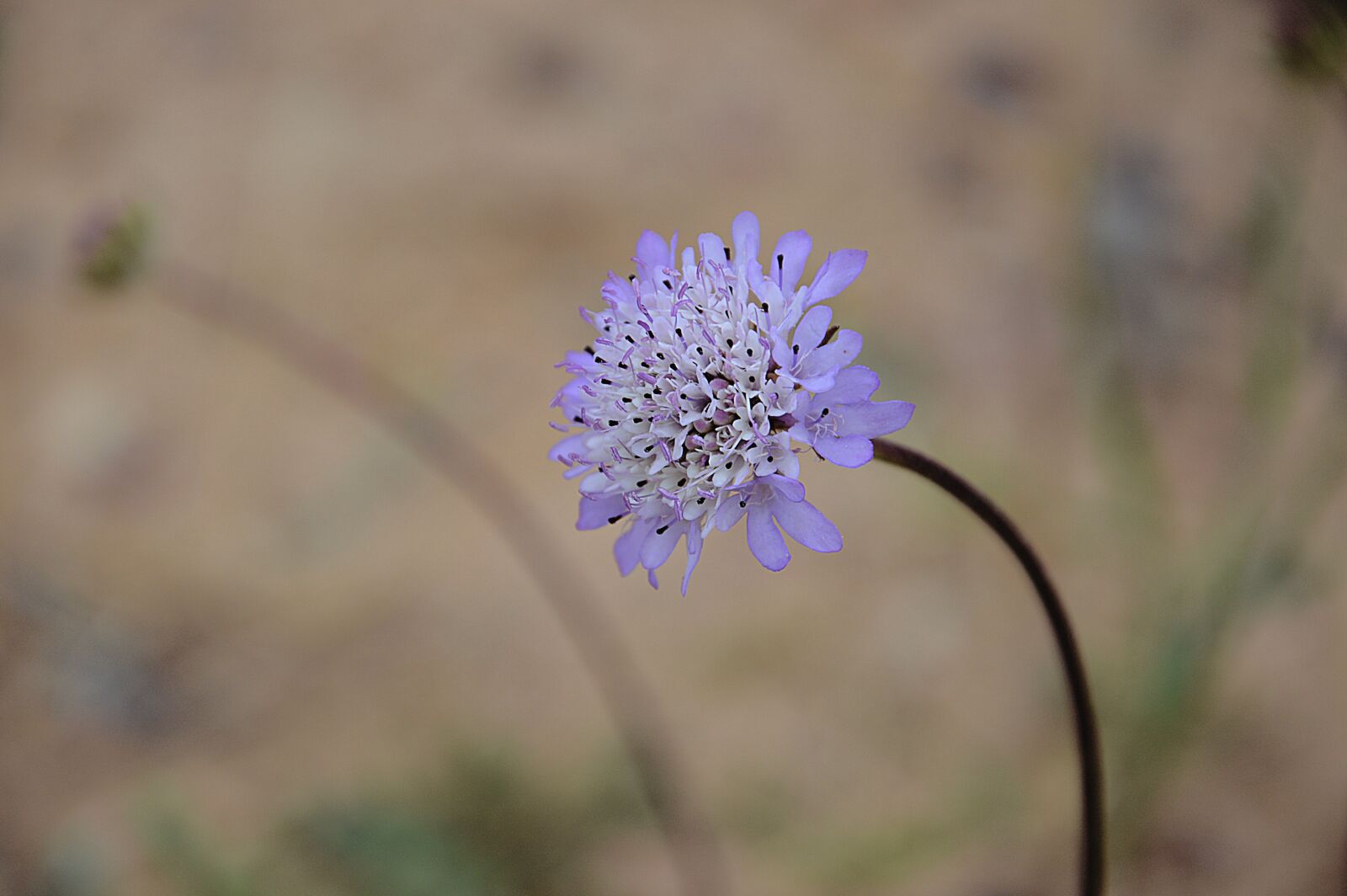 Nikon D3200 sample photo. Flower, violet, garden photography