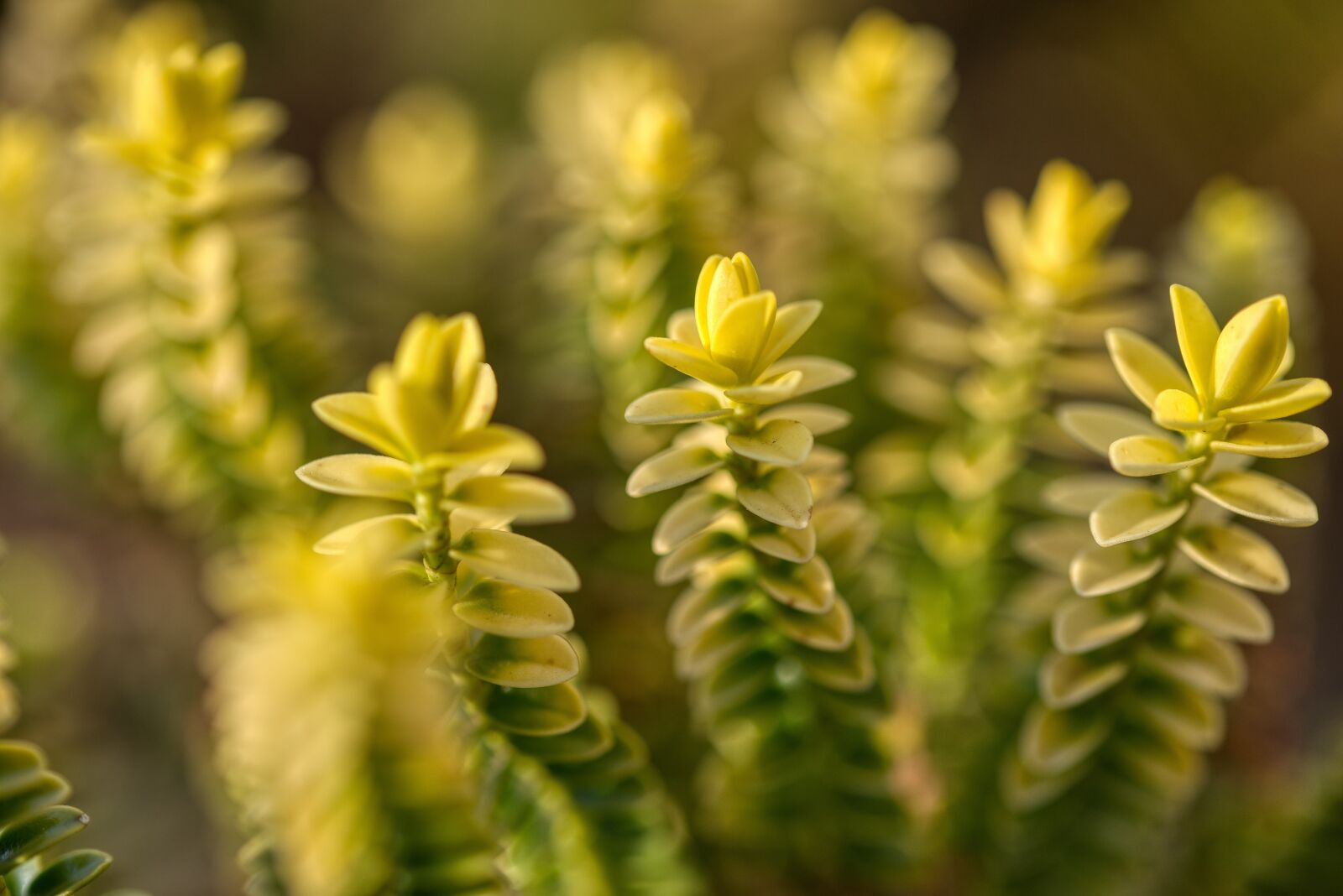 Nikon D750 sample photo. Stone crusher, stonecrop, thick photography