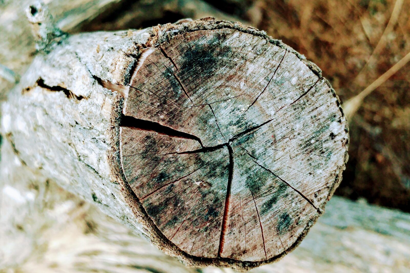 LG G5 sample photo. Log, cracked, wood photography