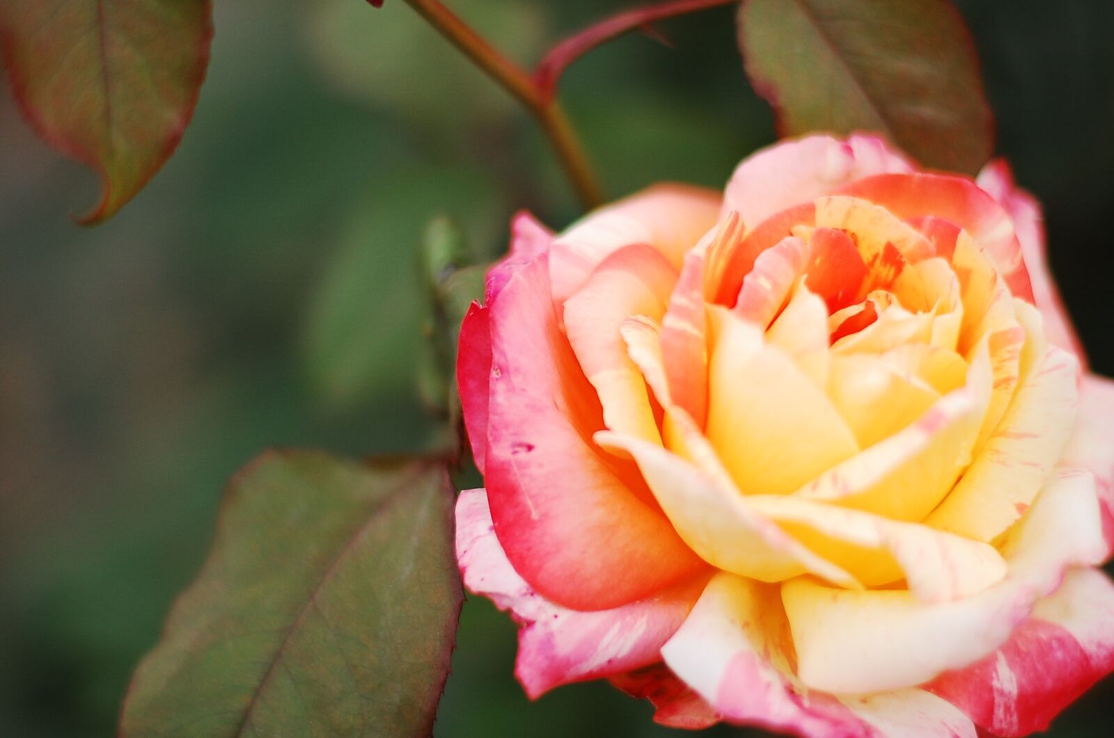 Nikon D40 sample photo. Rose, flower, tea photography
