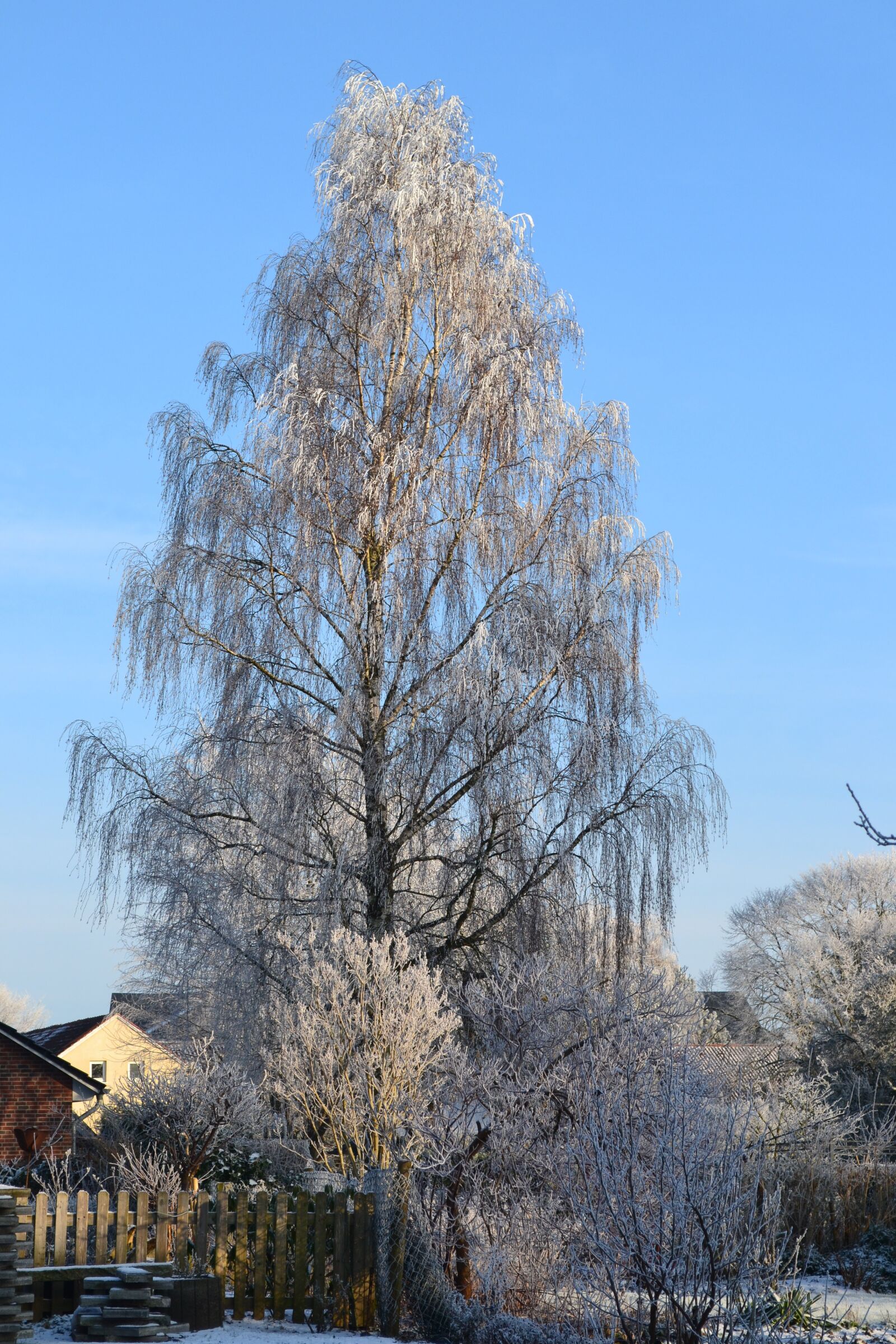 Nikon D3100 sample photo. Winter, birch, ice photography