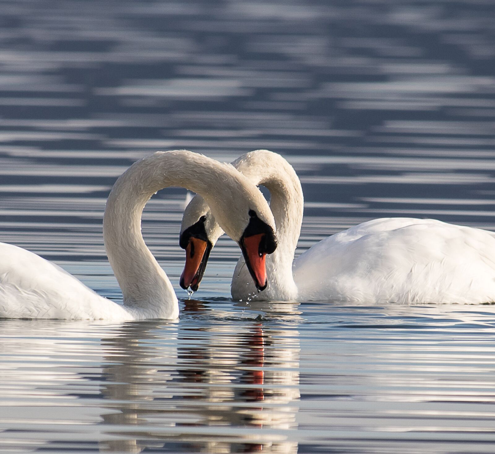 Canon EF-S 55-250mm F4-5.6 IS STM sample photo. Swan, swans, bird photography
