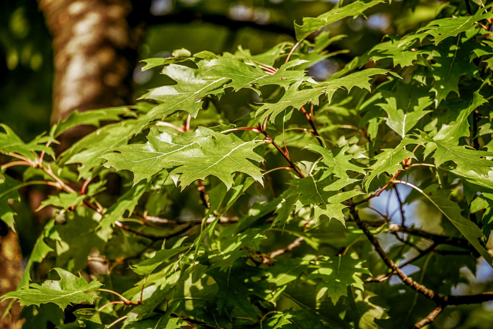 Fujifilm XF 55-200mm F3.5-4.8 R LM OIS sample photo. Scarlet oak, tree, flora photography