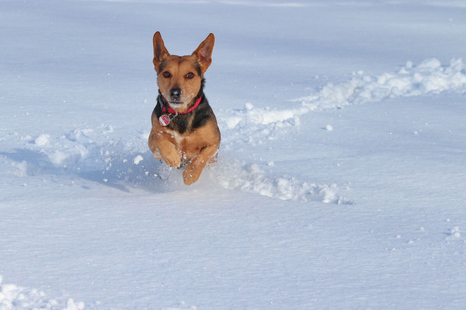 Canon EOS 200D (EOS Rebel SL2 / EOS Kiss X9) sample photo. Dog, snow, race photography