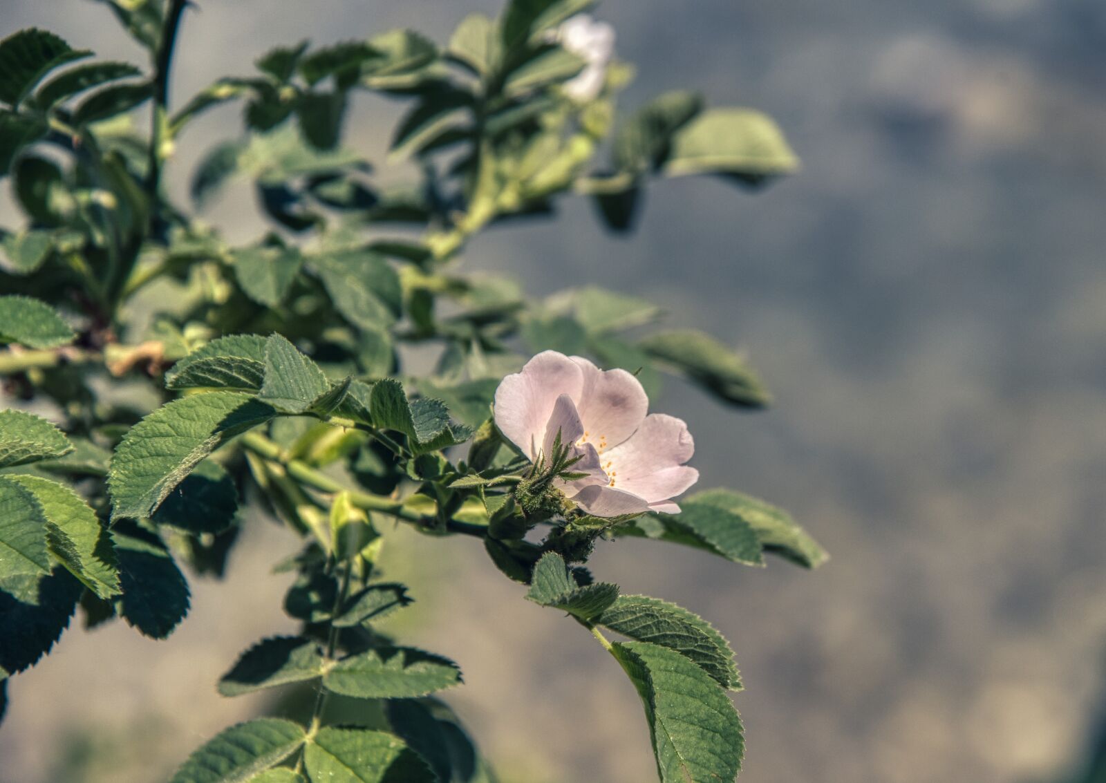 Nikon D750 sample photo. Vosges mountains rose, shrub photography