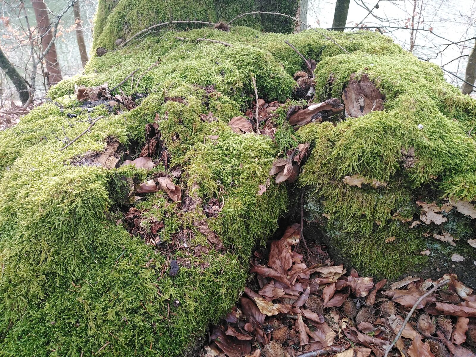 HUAWEI DUB-LX1 sample photo. Forest, trunk, moss photography