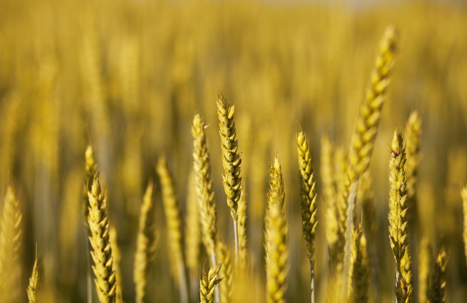 Canon EOS 5D Mark II sample photo. Harvest, in wheat field photography