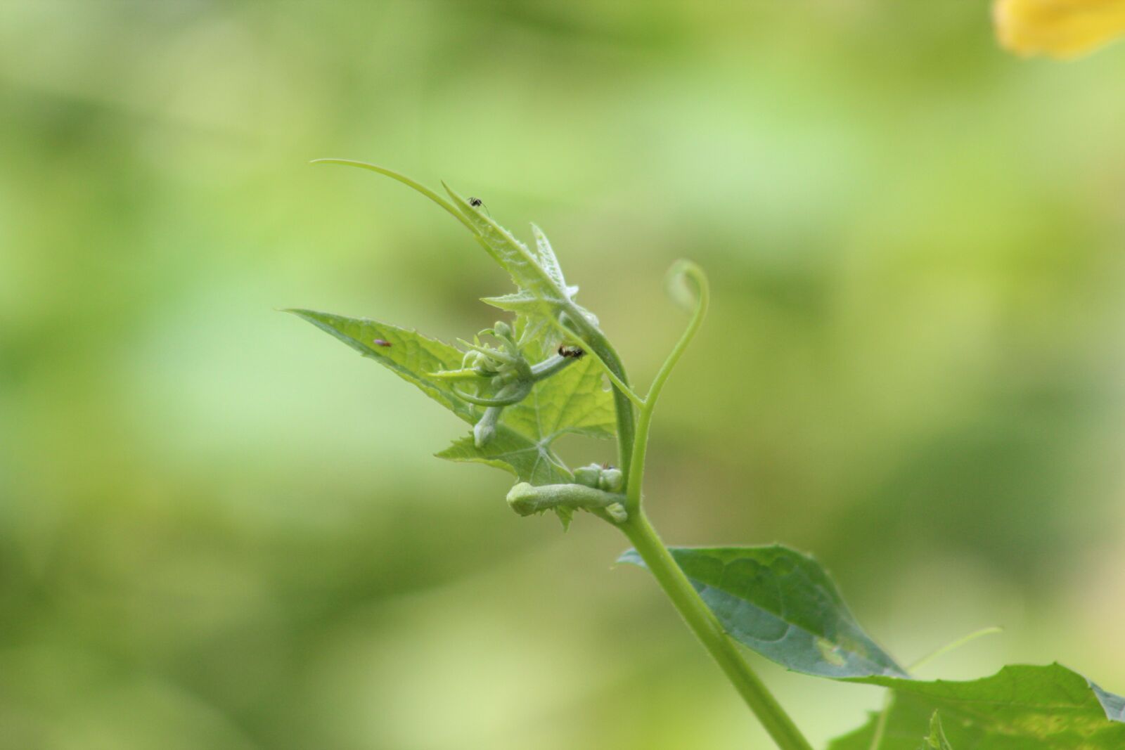 Canon EF75-300mm f/4-5.6 sample photo. Flower, wallpaper, nature photography