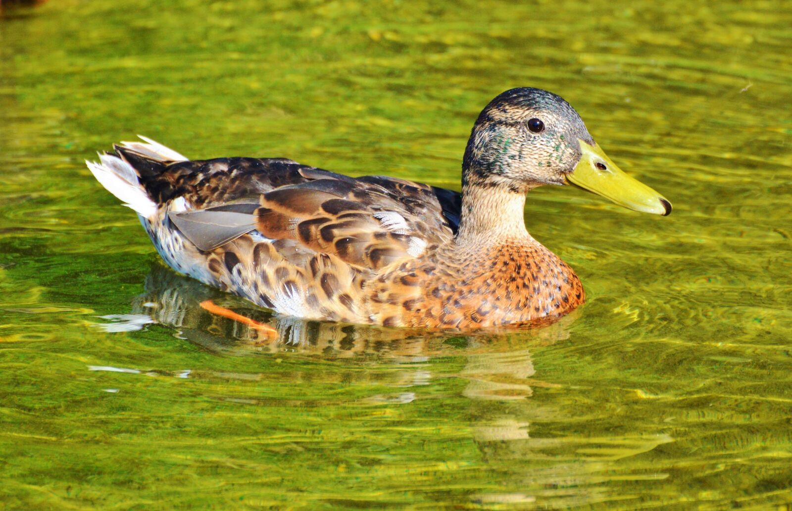 Nikon D3200 sample photo. Ducks, waterfowl, bird photography