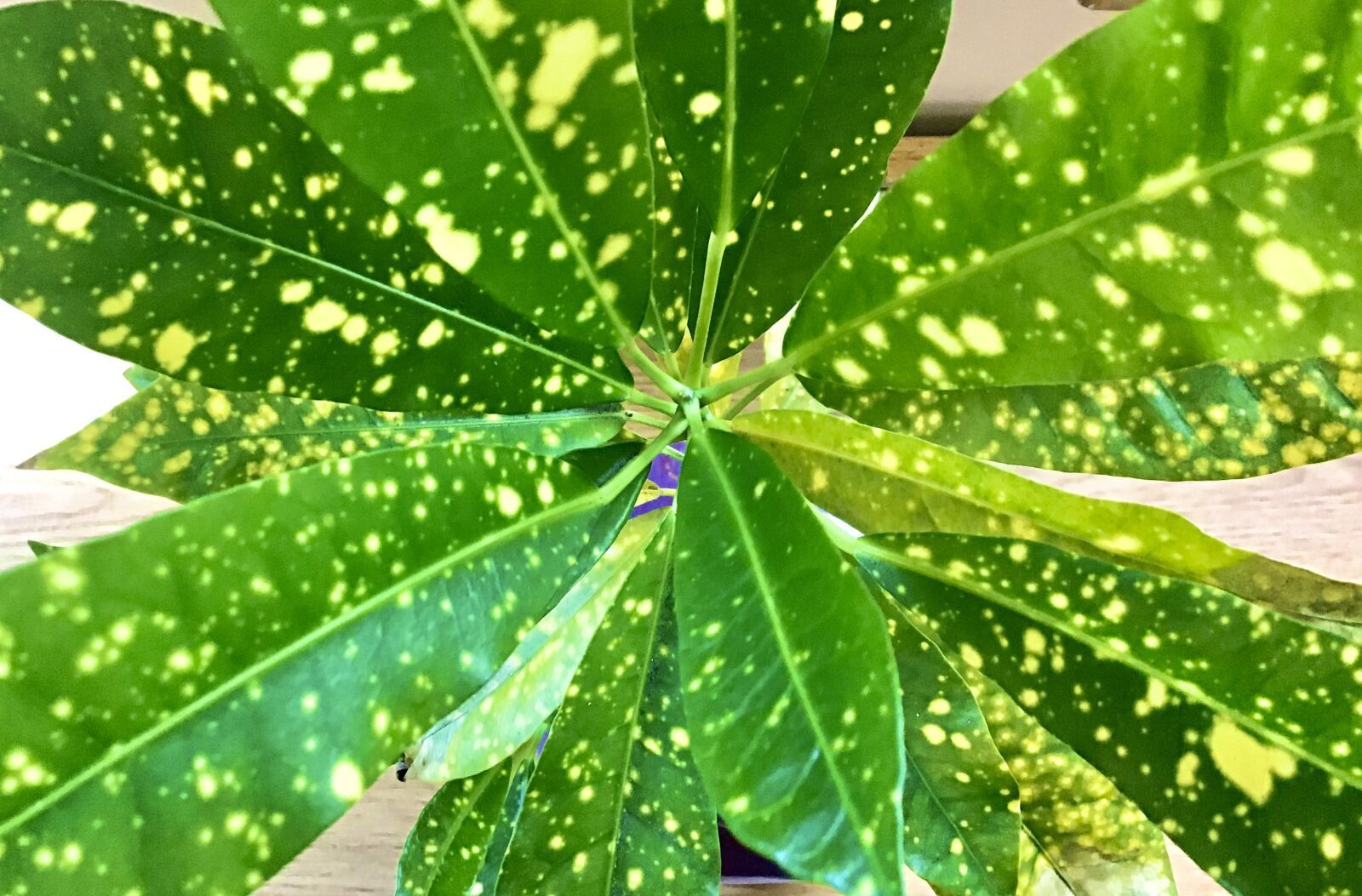 Apple iPad (7th generation) sample photo. Plant, nature, green photography