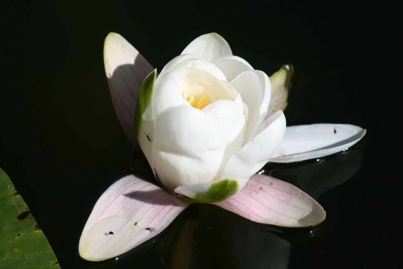 Canon EOS 400D (EOS Digital Rebel XTi / EOS Kiss Digital X) sample photo. Water lily, bloom, nature photography