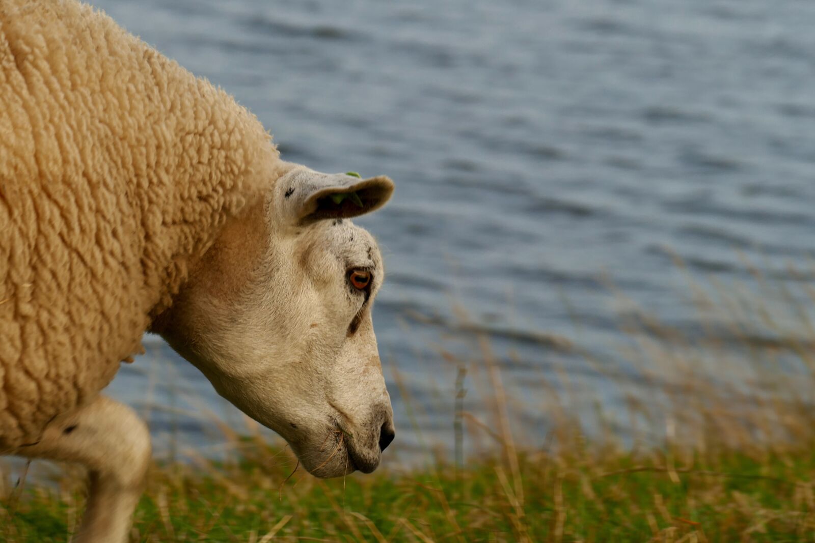 Panasonic Lumix DMC-FZ1000 sample photo. Sheep, wool, water photography