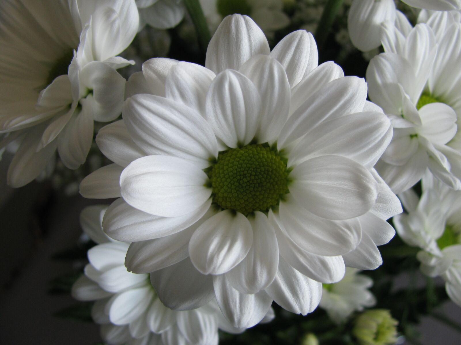 Canon PowerShot SX110 IS sample photo. Flower, white, petals photography