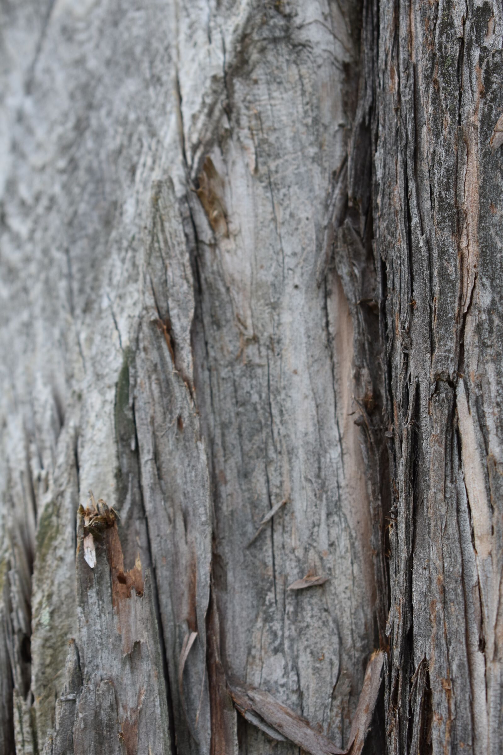 Nikon D3400 sample photo. Wood, bark, texture photography