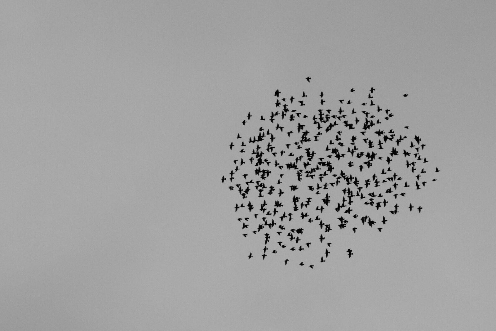 Nikon D3300 sample photo. Birds, black, and, white photography