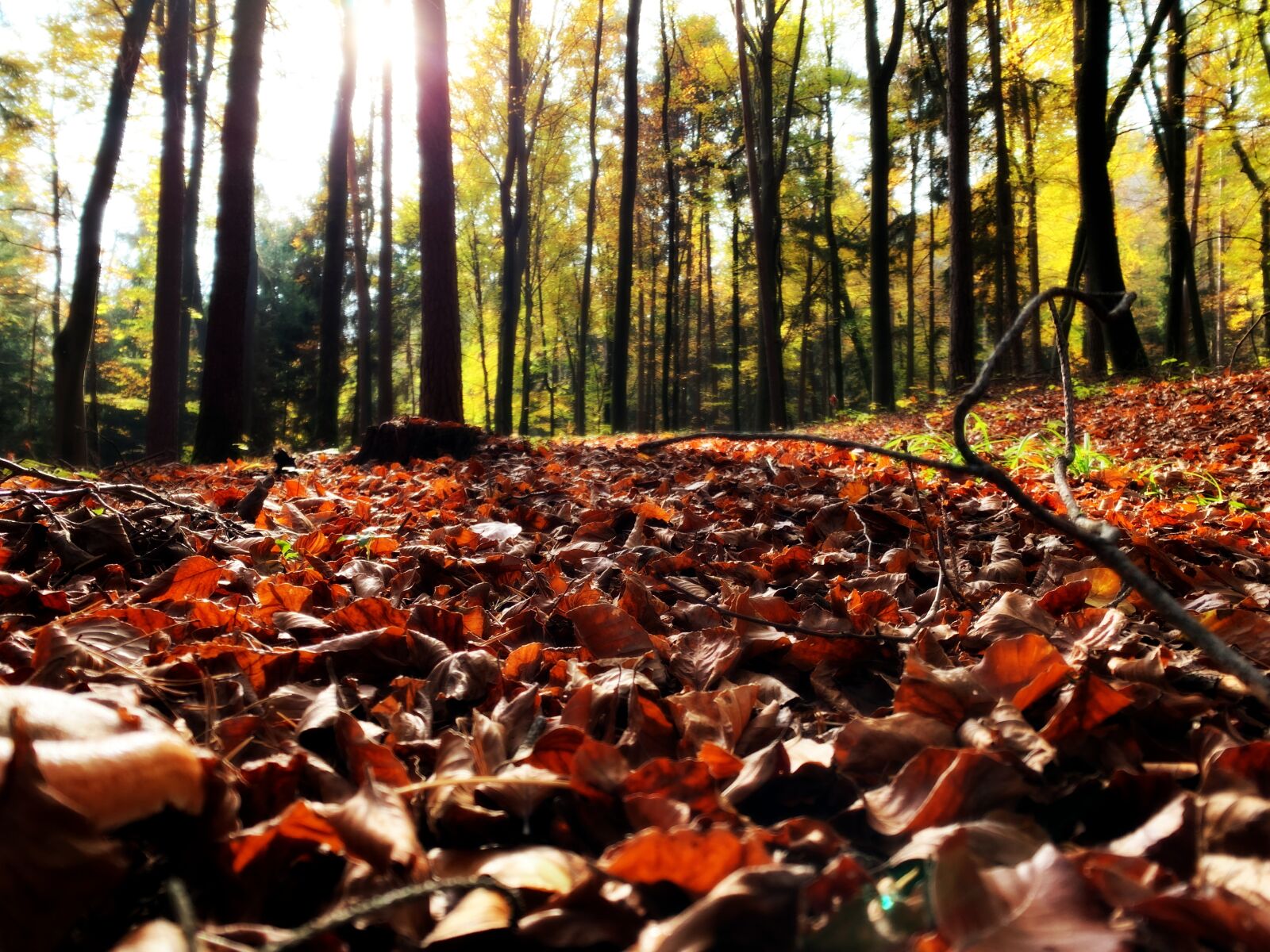 iPhone XS back dual camera 4.25mm f/1.8 sample photo. Nature wallpapers, leaves, fall photography
