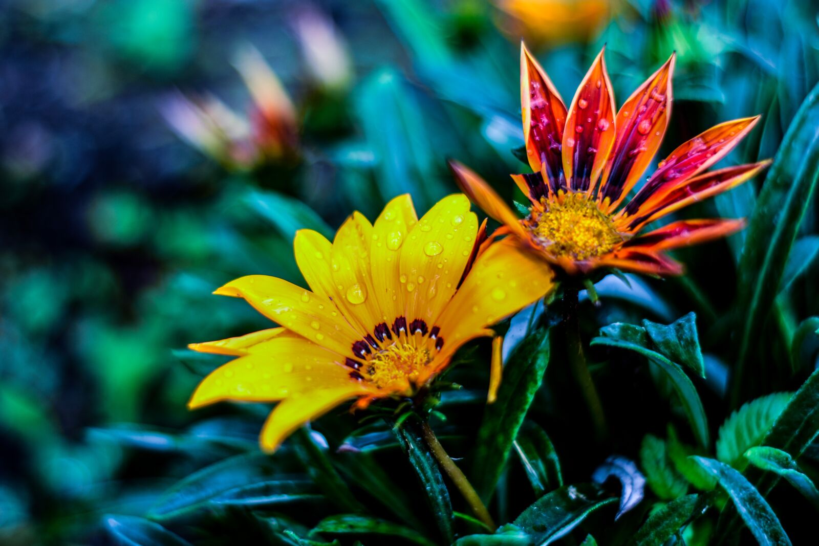 Nikon D3400 sample photo. Bella flor, naturaleza, g photography