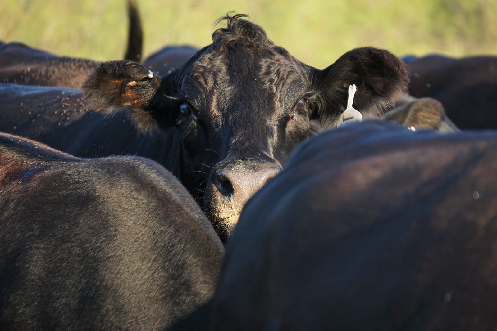 Sony a6000 sample photo. Cattle, cow, cows, farm photography