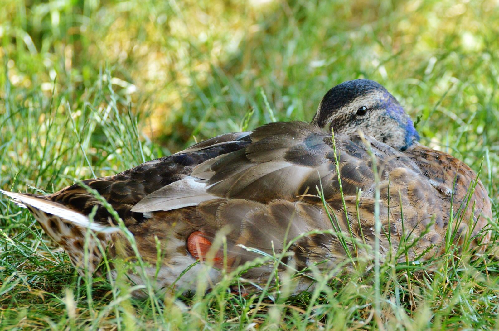 Nikon D3200 sample photo. Ducks, waterfowl, mallard photography