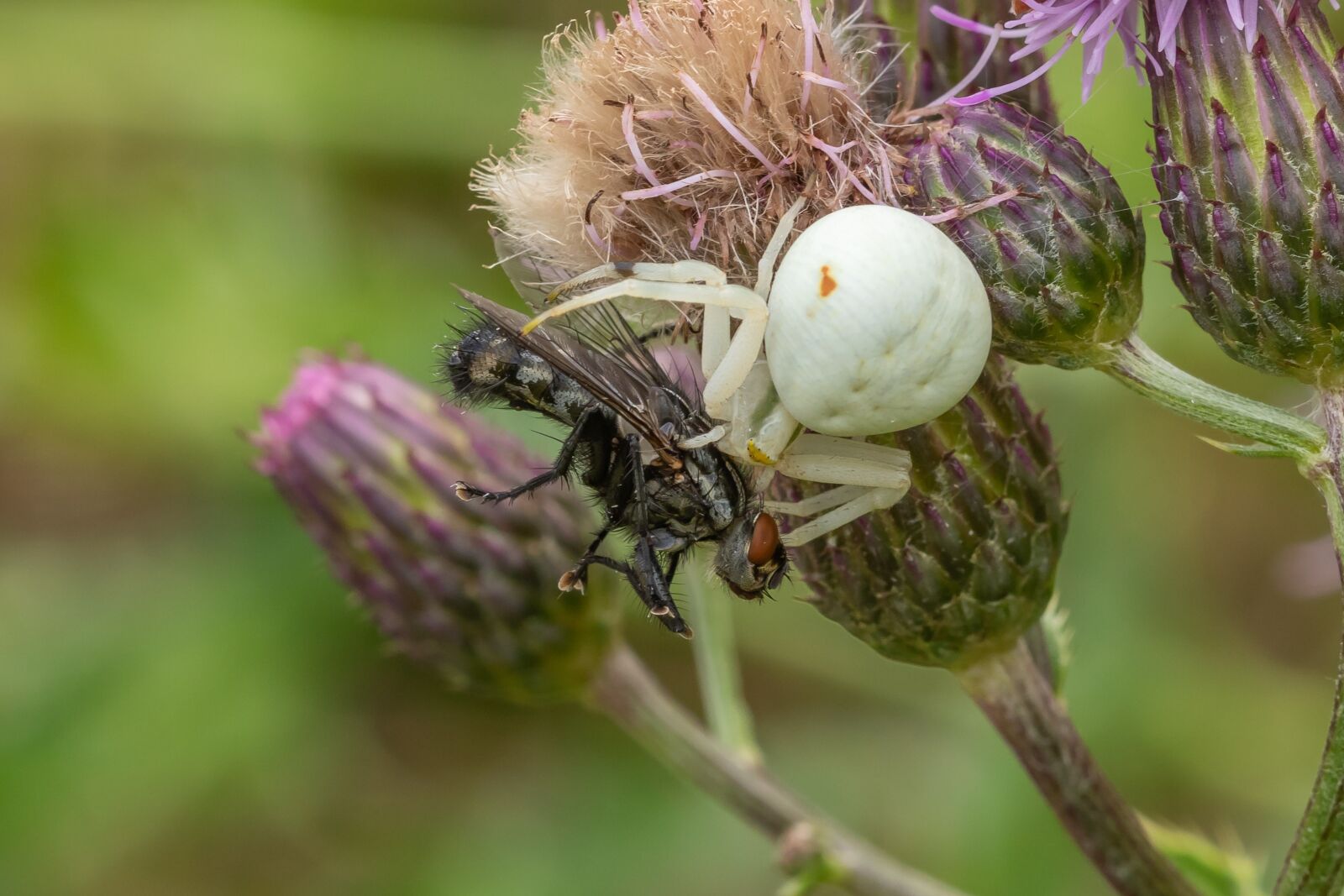 Canon EOS 7D Mark II sample photo. Dorsata, spider, fly photography