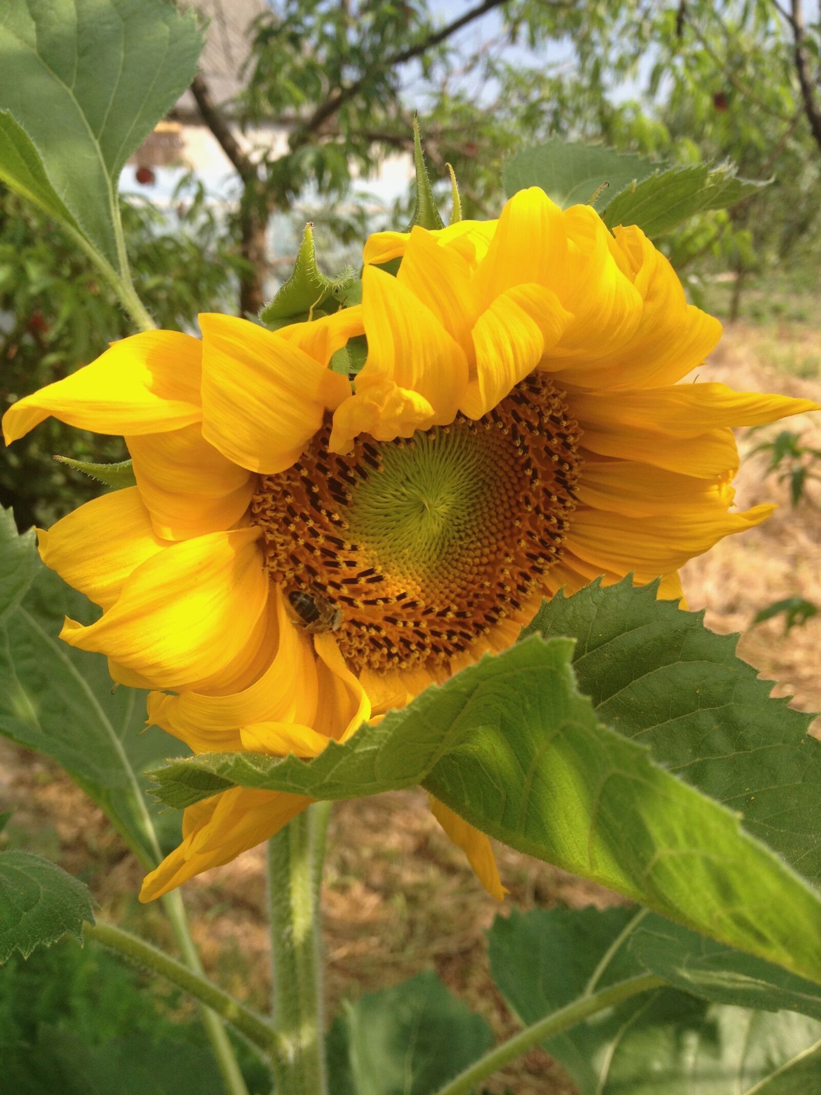 iPhone 4S back camera 4.28mm f/2.4 sample photo. Sunflower, garden, yellow photography