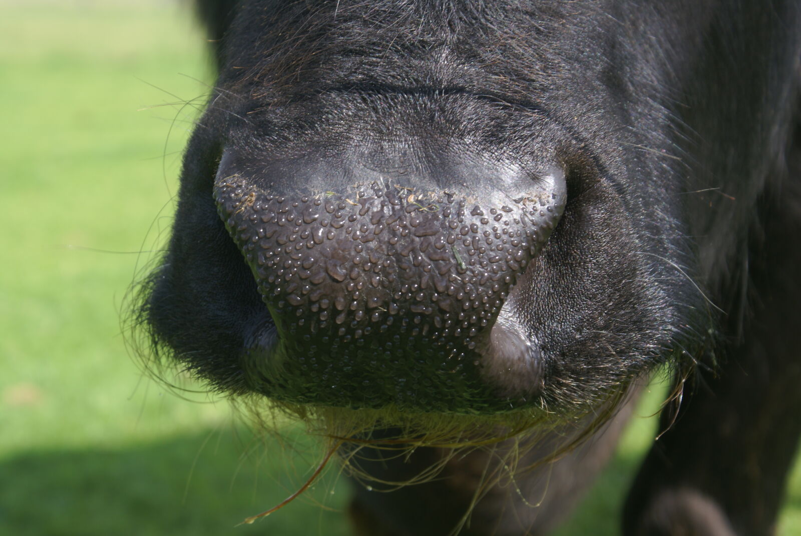 Sony Alpha DSLR-A100 sample photo. Baffalo, nose, buffalo, nose photography