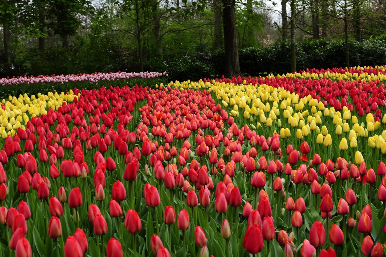 Nikon D5000 sample photo. Tulip, amsterdam, keukenhof photography