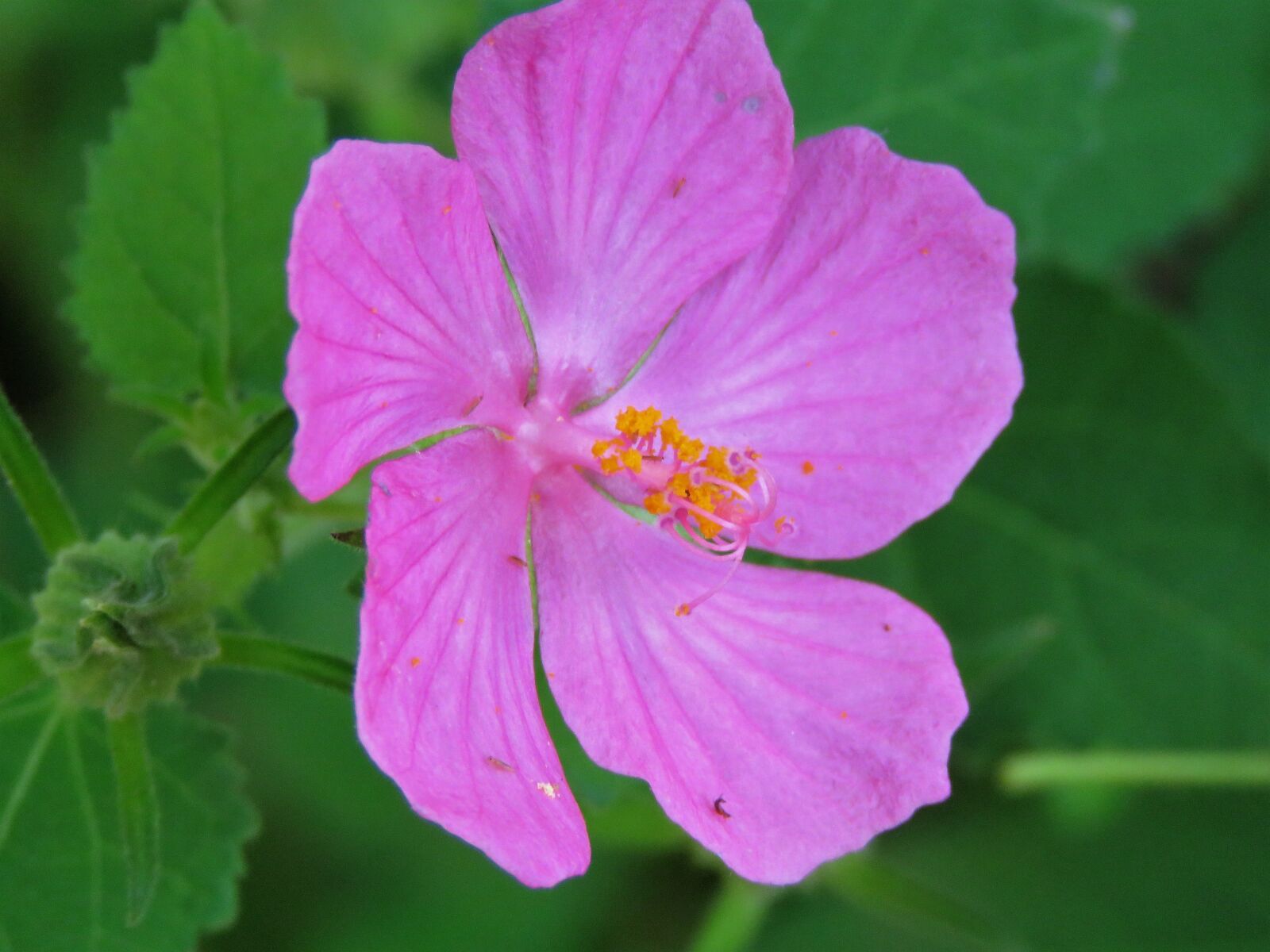 Canon PowerShot SX60 HS sample photo. Flower, pink, yellow photography