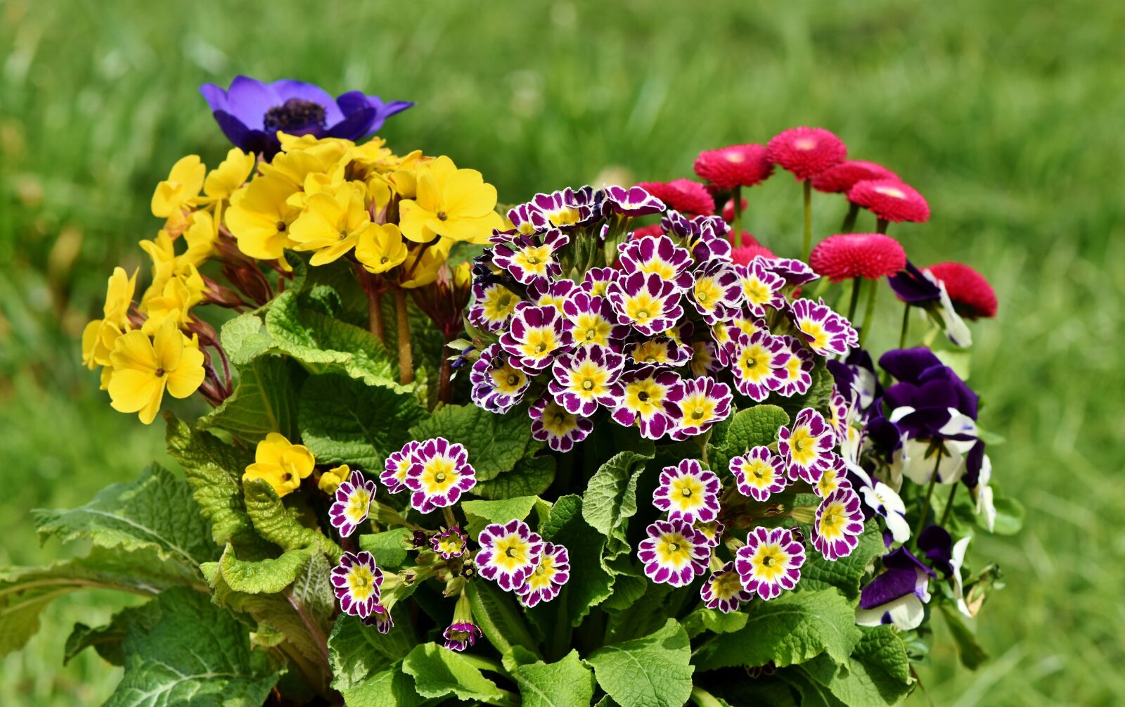 Nikon D7200 sample photo. Bouquet, flowers, garden photography