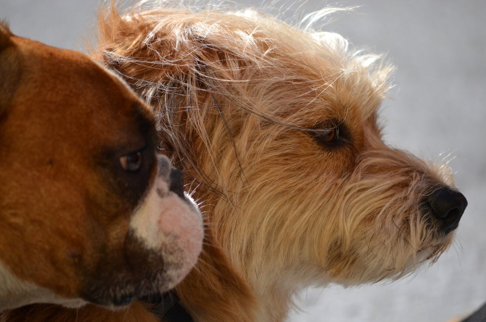 Nikon D5100 sample photo. Dog, friends, cute photography