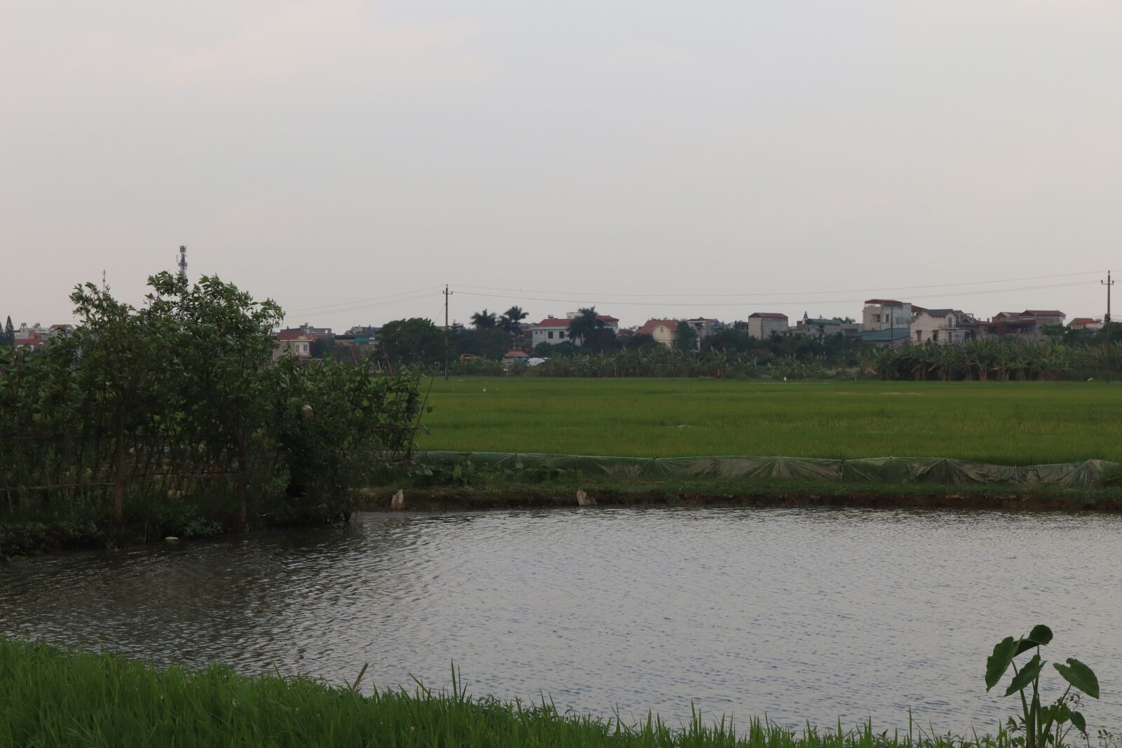 Canon EOS M50 (EOS Kiss M) sample photo. Field, silk, tree photography