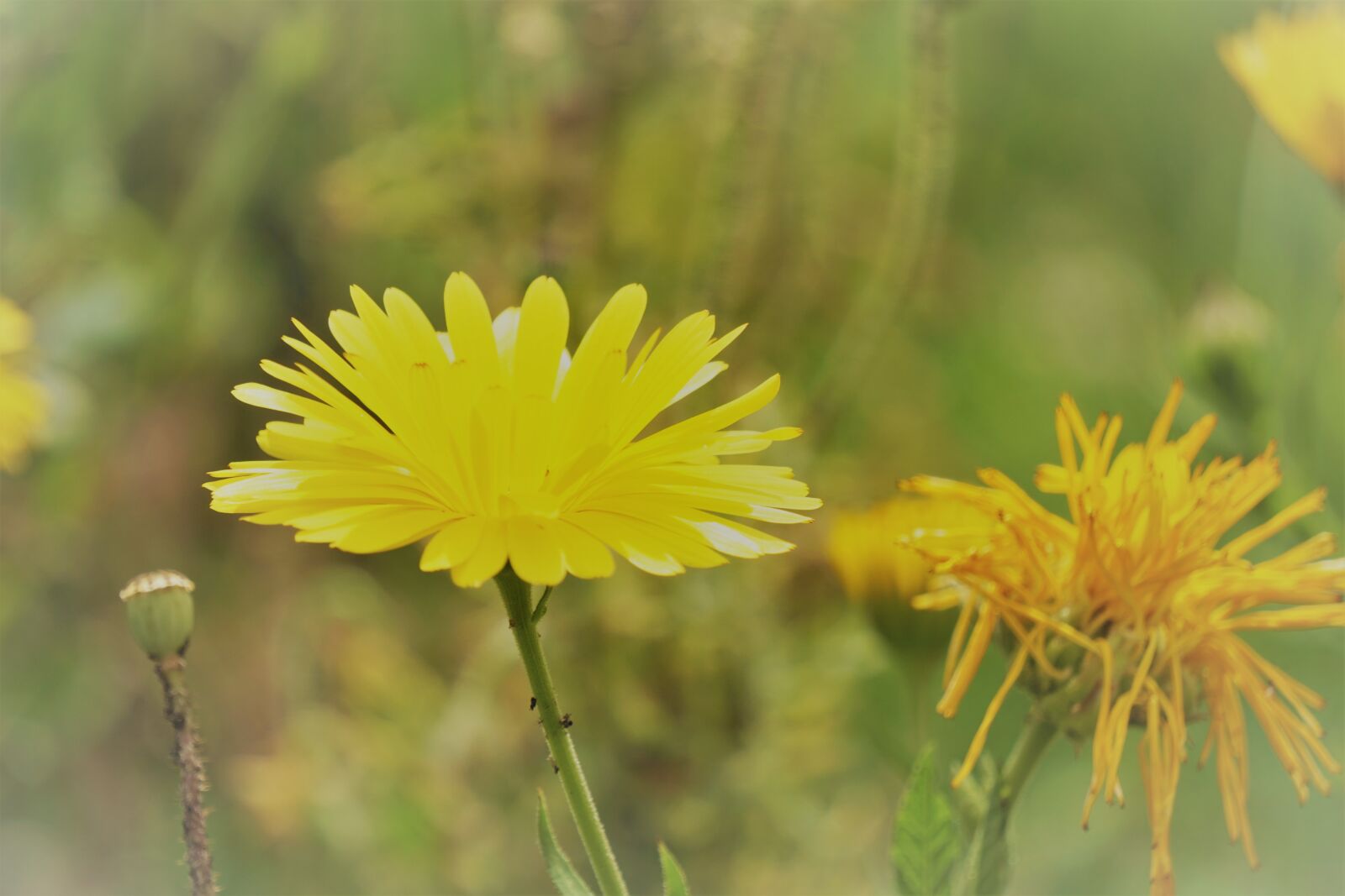 Sony a6000 sample photo. Botanique, ete, fleur, fleur photography