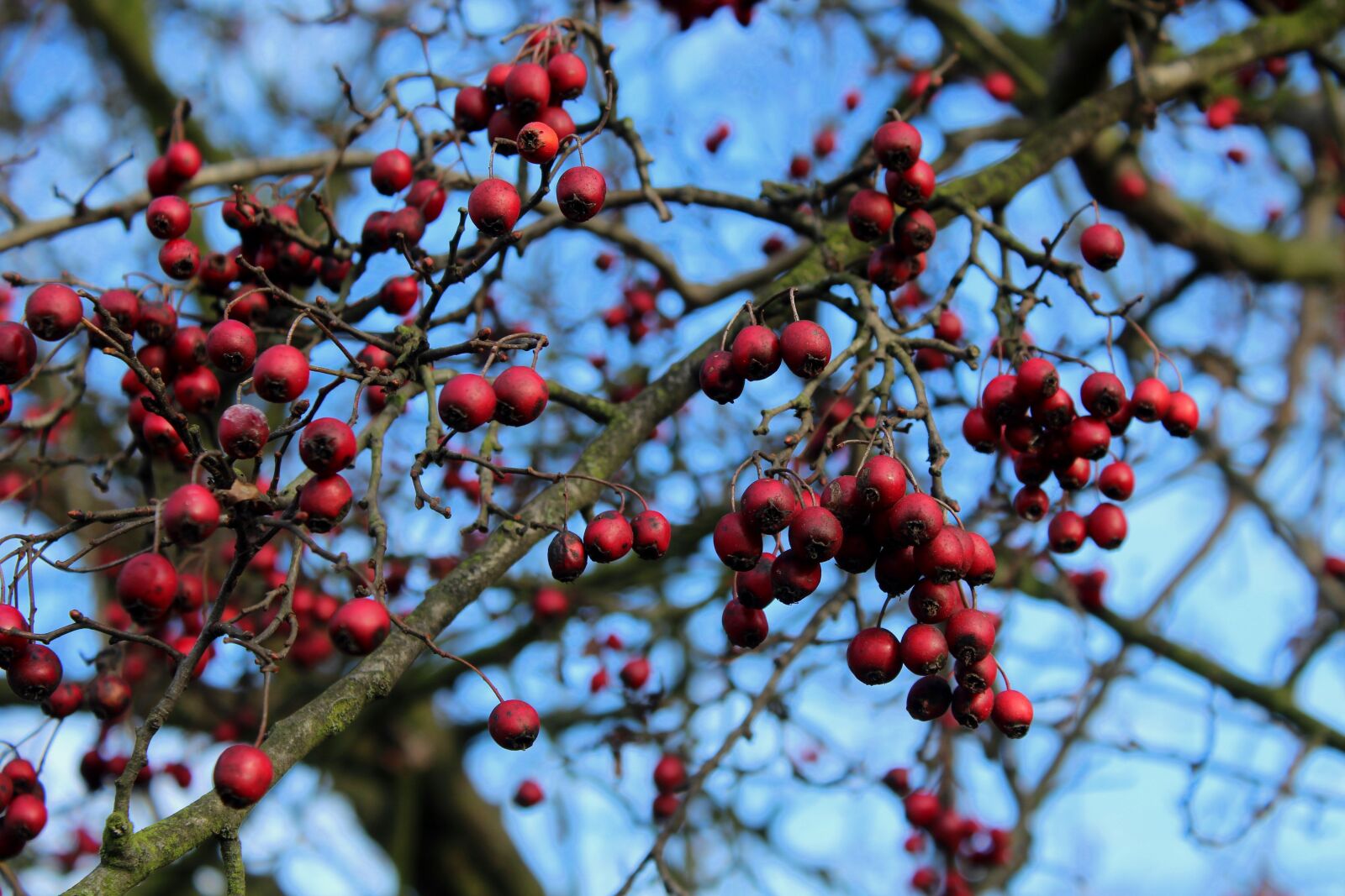 Canon EOS 1200D (EOS Rebel T5 / EOS Kiss X70 / EOS Hi) sample photo. Crataegus, hawthorn fruit, autumn photography