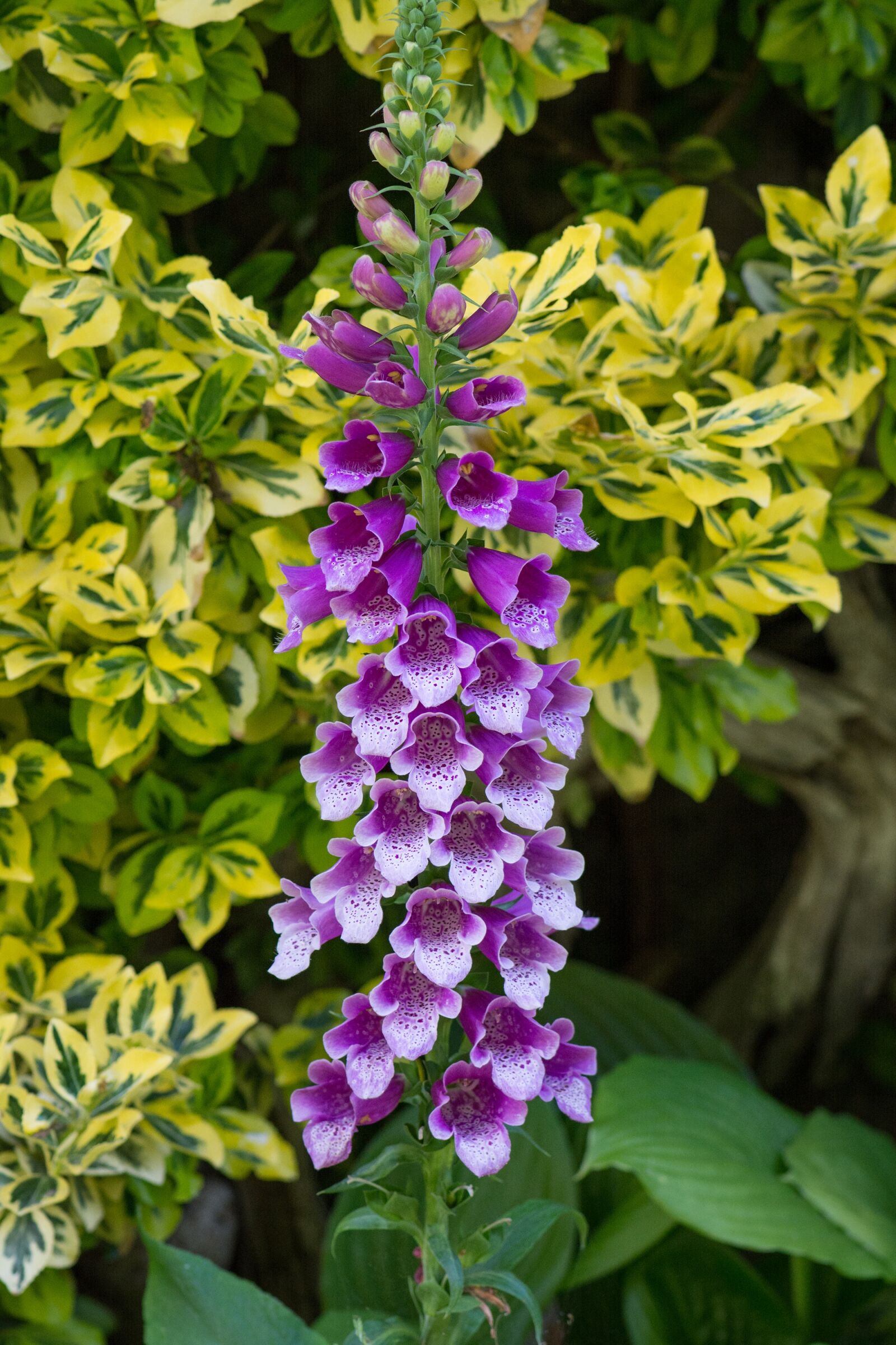 Nikon D7100 sample photo. Thimble, common foxglove, flower photography