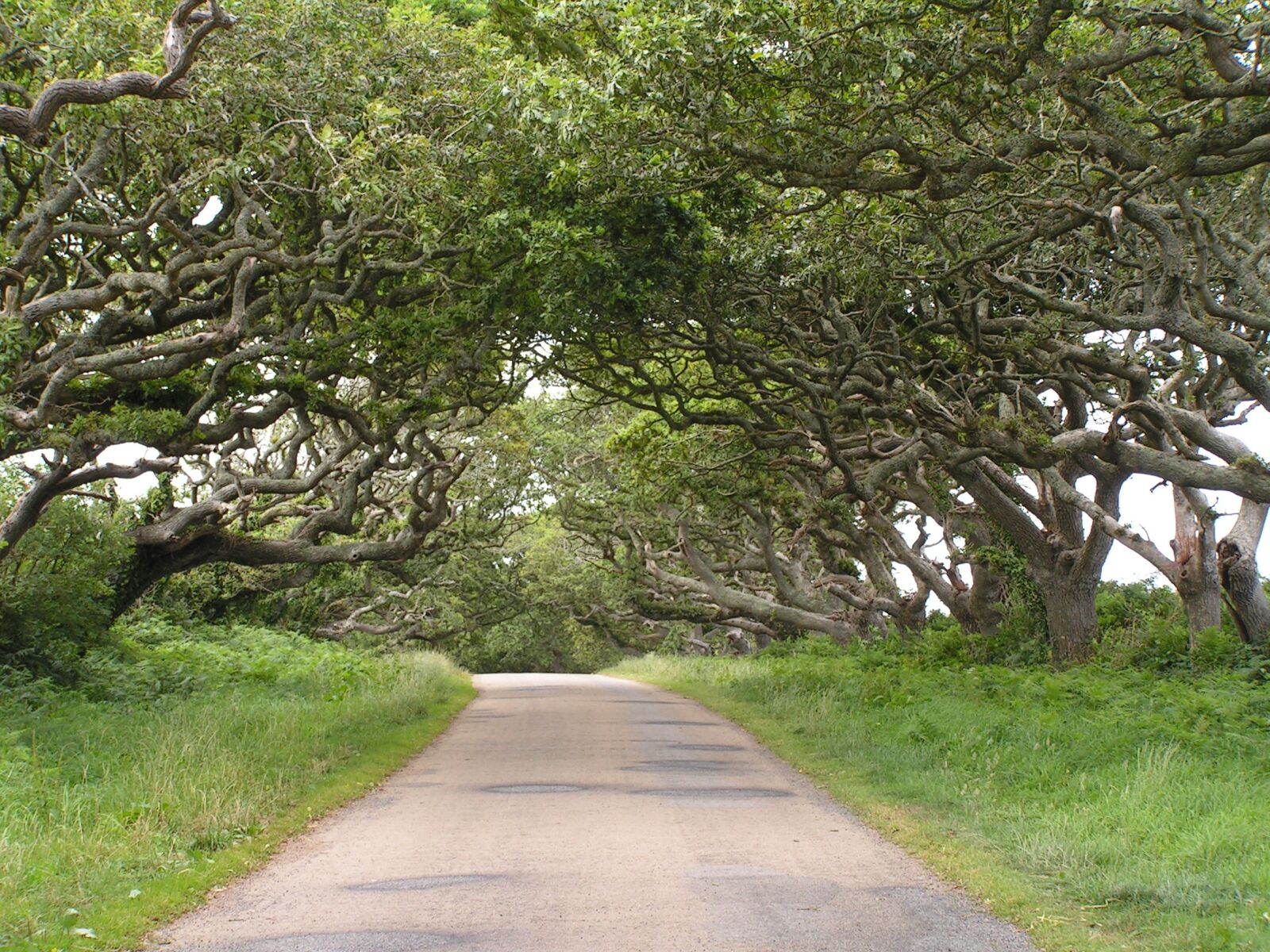 KONICA MINOLTA DiMAGE Z2 sample photo. Driveway, tree photography