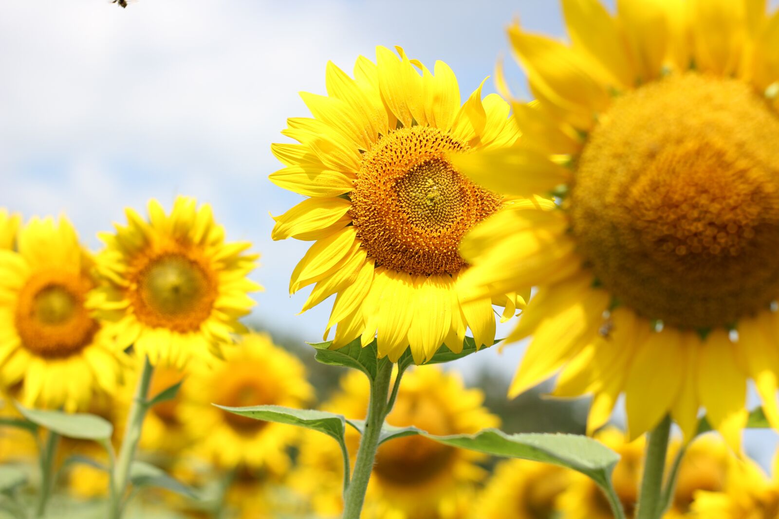 Canon EOS 550D (EOS Rebel T2i / EOS Kiss X4) sample photo. Sunflower, flower, bloom photography
