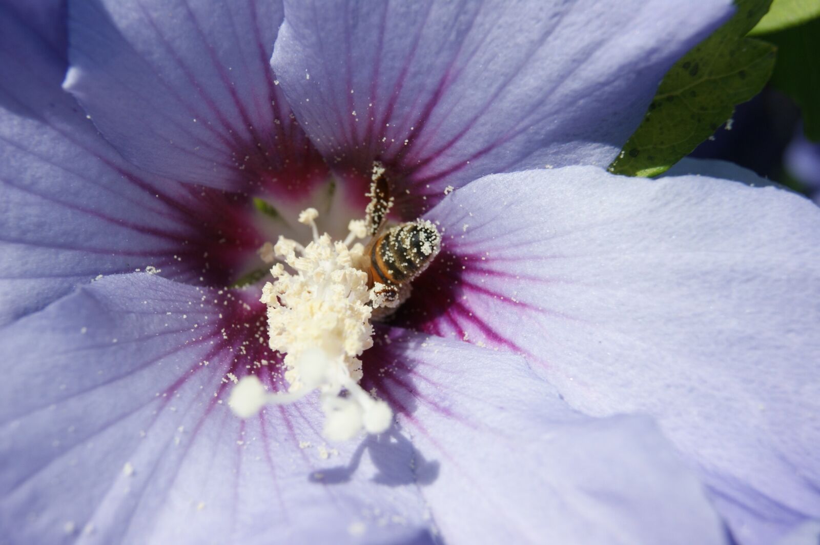 Sony Alpha DSLR-A290 sample photo. Flower, nature, plant photography