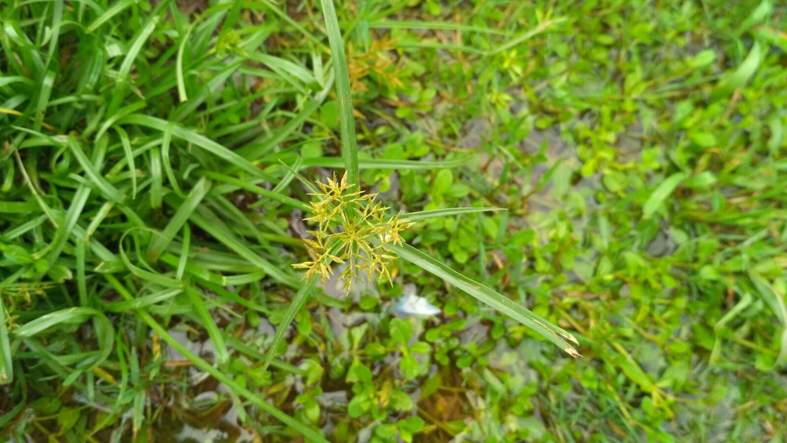 Xiaomi Redmi 3S sample photo. Flower, grass, fresh photography