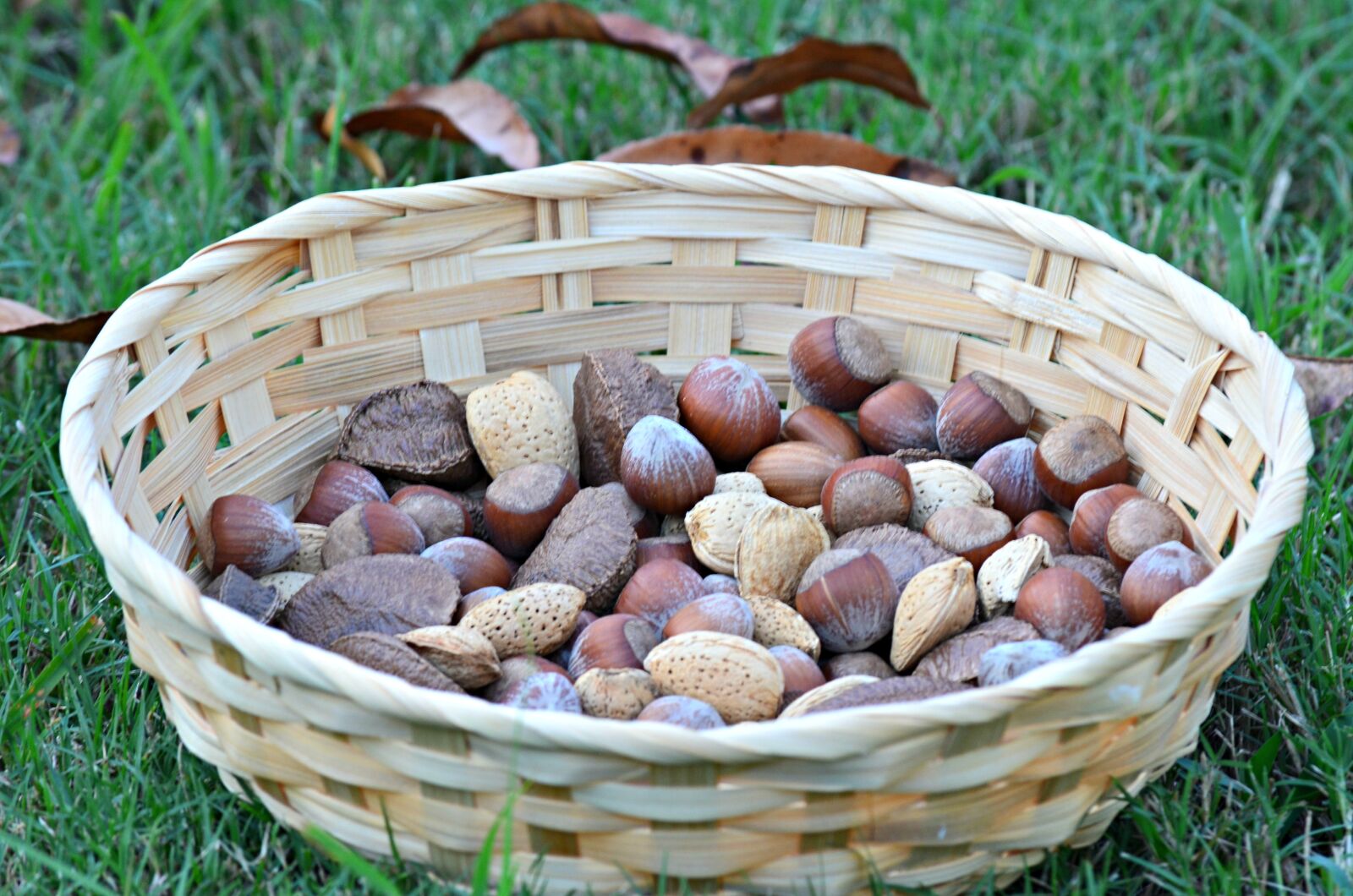 Nikon D5100 sample photo. Nuts, food, healthy photography