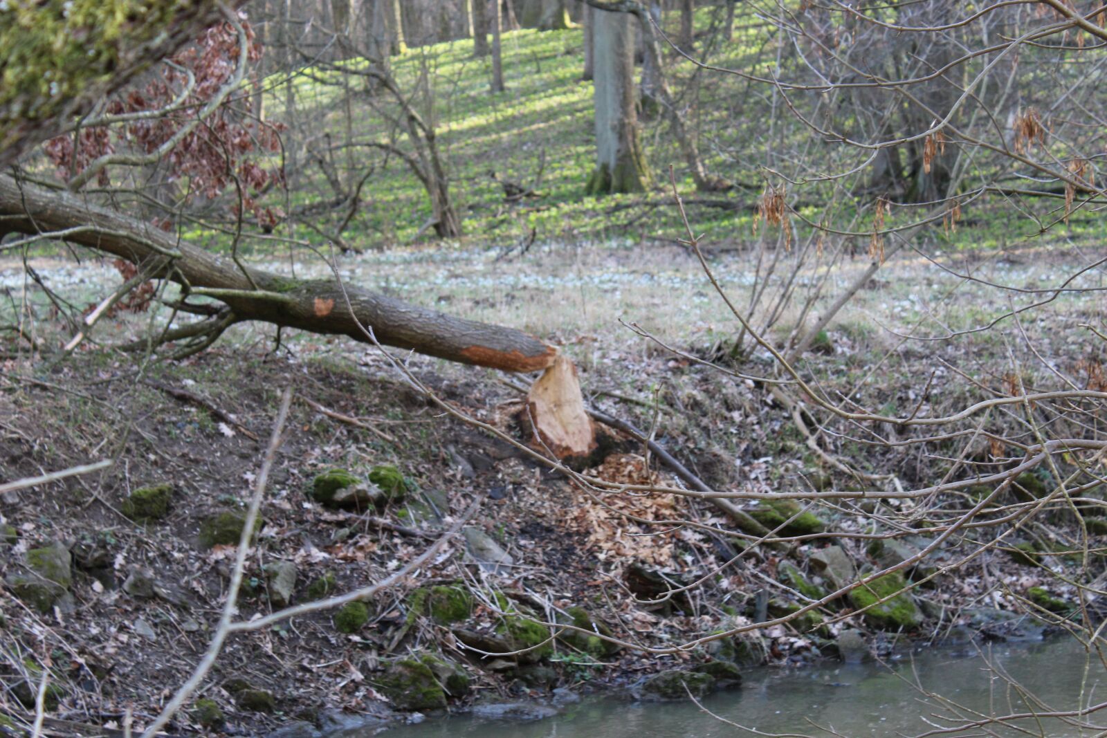 Canon EOS 1200D (EOS Rebel T5 / EOS Kiss X70 / EOS Hi) sample photo. Czech republic, beaver, tree photography