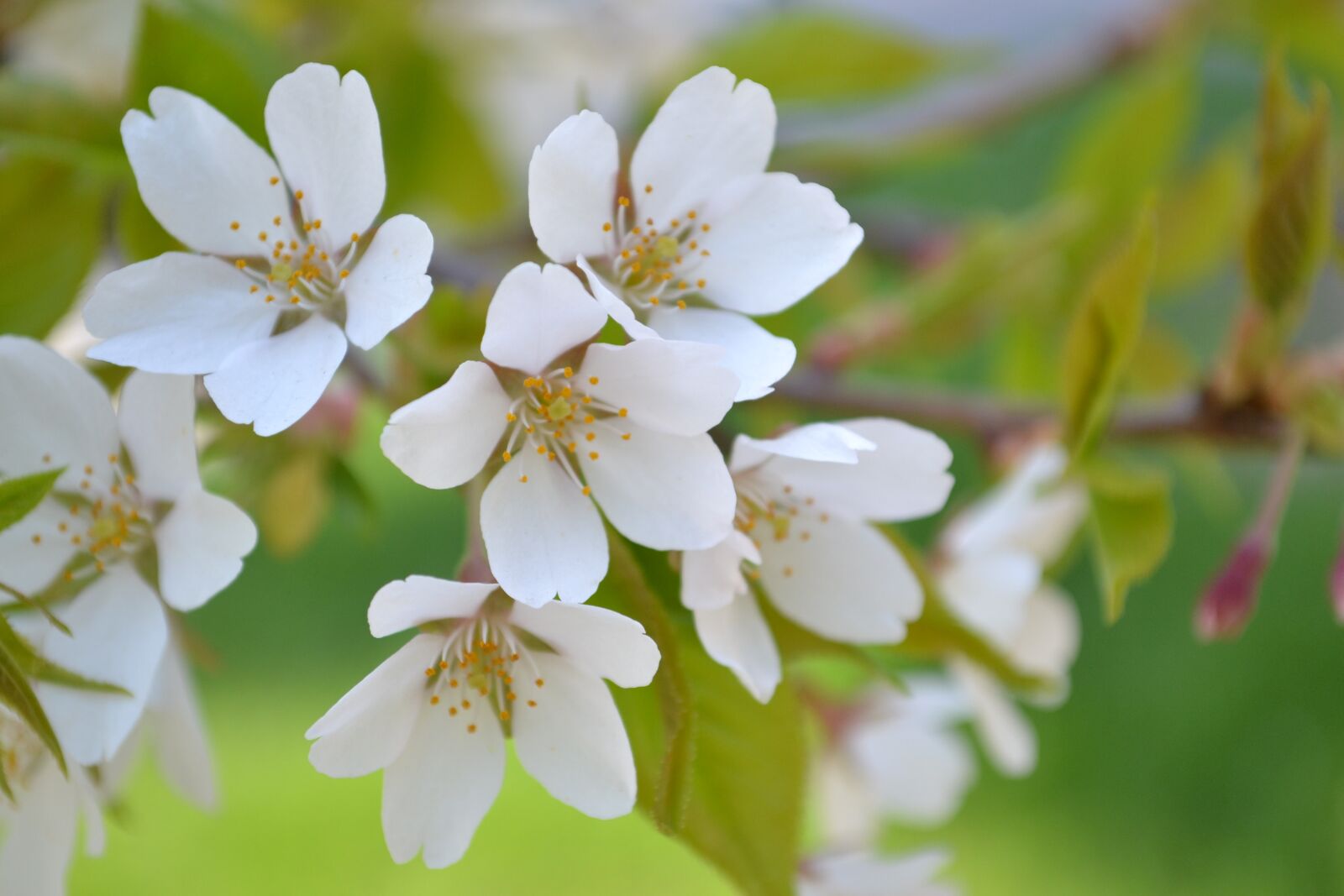 Nikon D3100 sample photo. Flowers, spring, plant photography