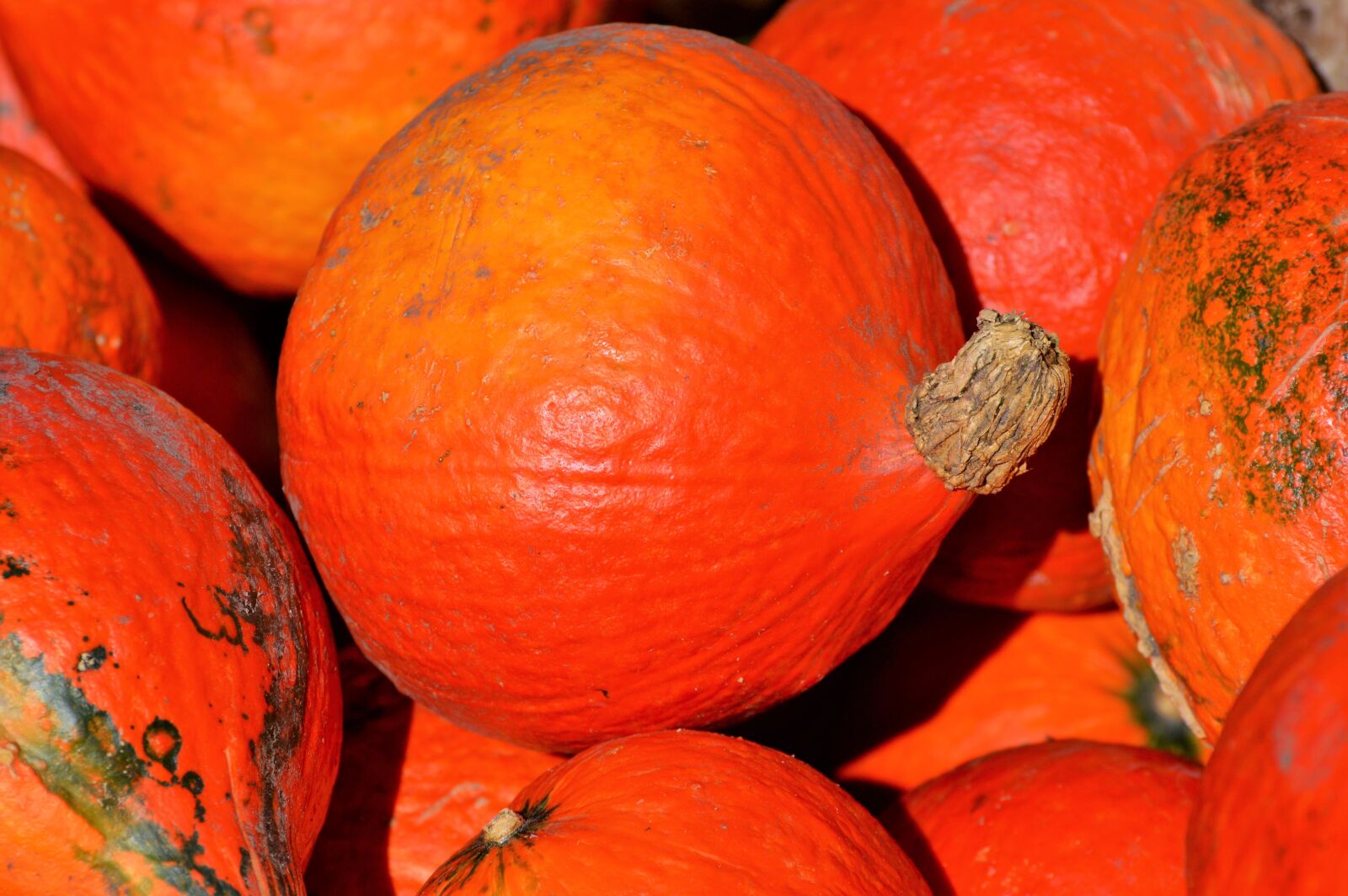 Nikon D3200 sample photo. Pumpkin, fruit, orange photography
